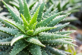 aloe-vera-faydalari-nelerdir-nasil-kullanilir-aloe-vera-yuze-surulur-mu-OQ2NJT2G.jpg