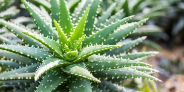 aloe-vera-faydalari-nelerdir-nasil-kullanilir-aloe-vera-yuze-surulur-mu-OQ2NJT2G.jpg