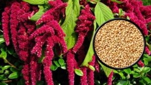 amaranth-bitkisi-nedir-ne-ise-yarar-faydalari-nelerdir-hWWyqVhF.jpg