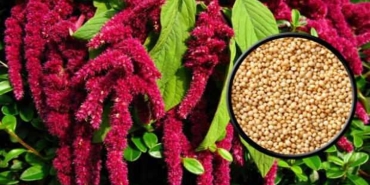 amaranth-bitkisi-nedir-ne-ise-yarar-faydalari-nelerdir-hWWyqVhF.jpg
