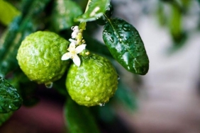 bergamot-yararlari-neler-neye-l-gelir-QMVs96Bx.jpg