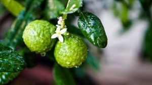 bergamot-yararlari-neler-neye-l-gelir-QMVs96Bx.jpg