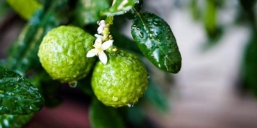 bergamot-yararlari-neler-neye-l-gelir-QMVs96Bx.jpg