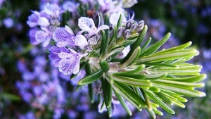 biberiye-suyu-faydalari-nelerdir-neye-iyi-gelir-biberiye-suyu-sac-icin-nasil-yapilir-L2Sdu1mL.jpg