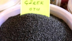 corek-otu-ve-corek-otu-yaginin-faydalari-nelerdir-sabahlari-ac-karina-corek-otu-yemek-C8h56VLN.jpg