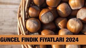 findik-fiyati-ne-kadar-kac-tl-26-ekim-2024-trabzon-ordu-giresun-samsun-sakarya-D9glr7Et.jpg