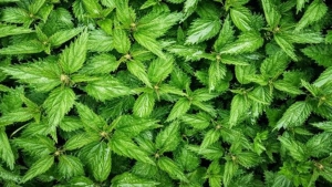 isirgan-otu-cayi-faydalari-taze-ve-kuru-isirgan-otu-nasil-kullanilir-WDWDHtam.jpg
