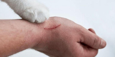 kedi-tirmigi-hastaligi-belirtileri-kedi-tirmigindan-ne-olacak-sanki-deyip-gecmeyin-GqKWbF43.jpg