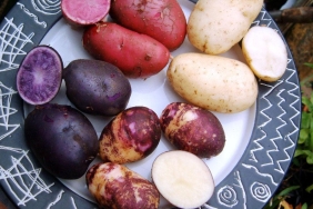 mor-patates-nasil-yenir-faydalari-nelerdir-mor-patates-icerigi-nedir-vbTCq2rc.jpg