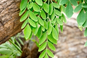 moringa-bitkisi-turkiyede-nerede-yetisir-moringa-cayi-faydalari-nelerdir-HuLQe4xb.jpg