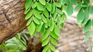 moringa-bitkisi-turkiyede-nerede-yetisir-moringa-cayi-faydalari-nelerdir-HuLQe4xb.jpg