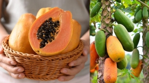papaya-meyvesi-ve-cekirdegi-faydalari-nelerdir-papaya-meyvesi-nasil-yenir-7skmT1Wx.jpg