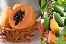 papaya-meyvesinin-faydalari-nelerdir-papatya-meyvesi-nasil-yenir-xl4qTGwH.jpg