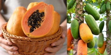 papaya-meyvesinin-faydalari-nelerdir-papatya-meyvesi-nasil-yenir-xl4qTGwH.jpg