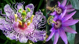 passiflora-cicegi-ve-cayi-faydalari-nelerdir-carkifelek-otu-nasil-demlenir-bRVanvvk.jpg