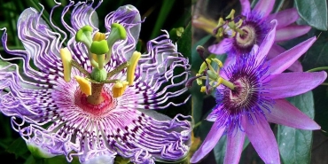 passiflora-cicegi-ve-cayi-faydalari-nelerdir-carkifelek-otu-nasil-demlenir-bRVanvvk.jpg