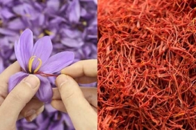 safran-nasil-kullanilir-safran-faydalari-nelerdir-hangi-hastaliklara-iyi-gelir-BSw4PlVE.jpg