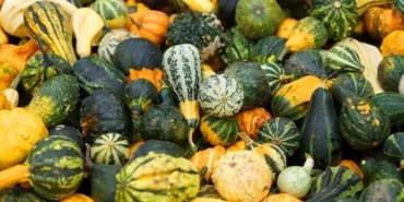 yesil-kabagin-faydalari-nelerdir-kabak-yemenin-10-altin-faydasi-Xx1fPZiB.jpg