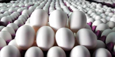abdde-yumurta-krizi-tarife-sonrasi-yumurta-fiyatlari-ne-olacak-c4qyVO49.jpg