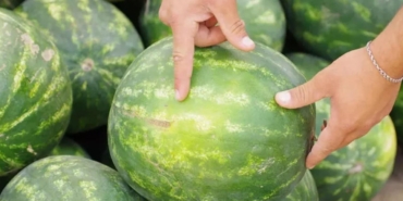 dakikalarca-karpuz-secmeye-son-karpuz-nasil-secilir-diyenlere-5-altin-kural-a9At18il.jpg